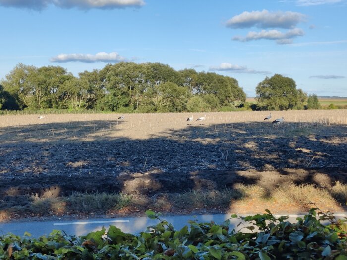 Storkar samlas på en åker under en klarblå himmel med träd i bakgrunden.