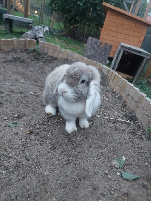 En kanin sitter på marken med ett staket och kaninbur i bakgrunden, omgiven av träd och buskar i en gårdsmiljö.