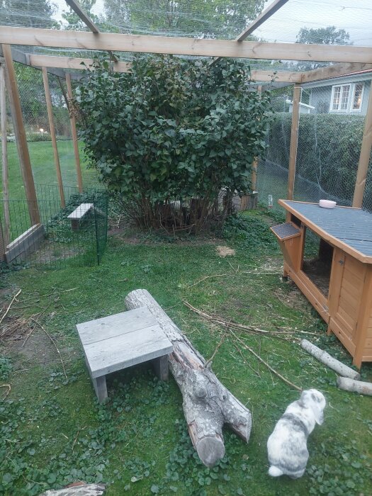 Kaninbur med kompostgaller, buskar, bord, stock och kanin i gräsmatta under nät.