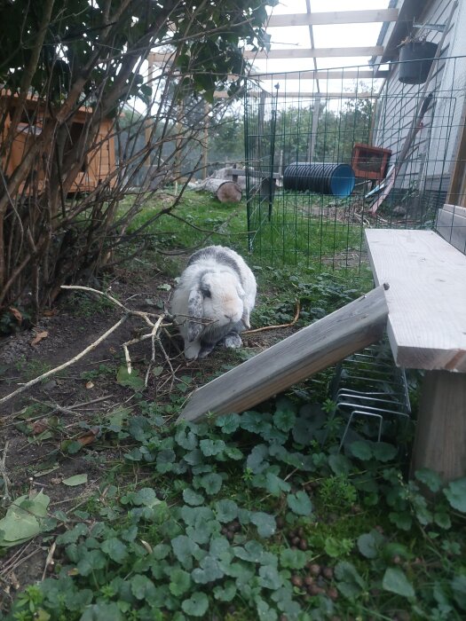 Kanin i utomhusmiljö med kompostgaller och trädgårdsmöbler, del av gården inhägnad för säkerhet.