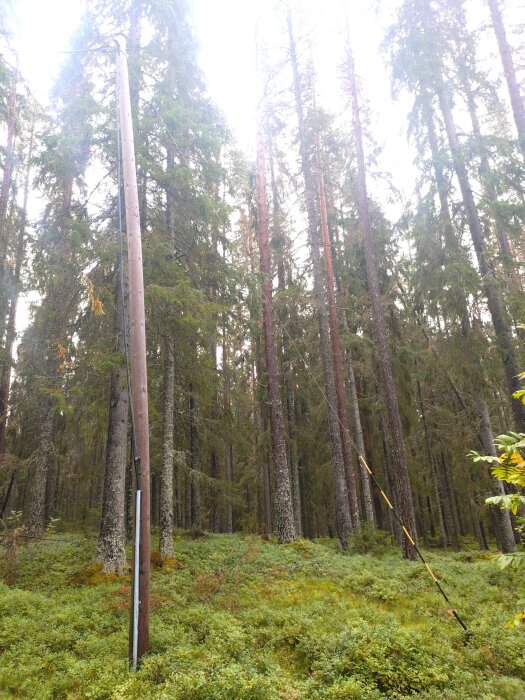Avspänd slutstolpe i skogsmiljö med böjd form, staginfästning ej hållbar för kabelns dragkraft, AKKD-bärlinans infästning synlig.