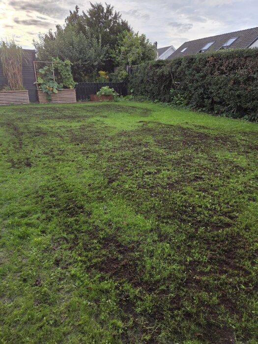 Gräsmatta efter första klippningen med fläckar av nyplanterade frön och dressjord i en trädgård.