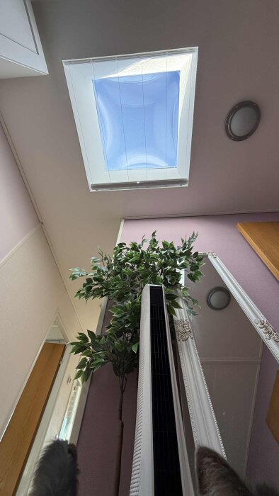 Takfönster i badrum med rosa väggar och grön växt nära en spegel.