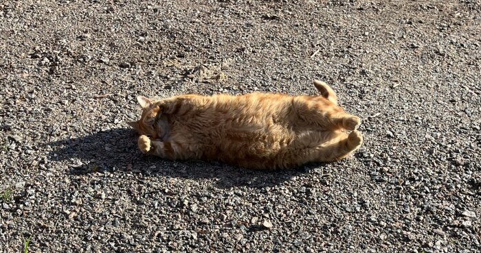 Orange katt rullar runt på grusunderlag i solljus.
