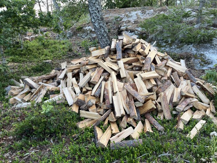 En hög med vedträn ligger i en skogsdunge, med omgivande grönska och klippblock i bakgrunden.