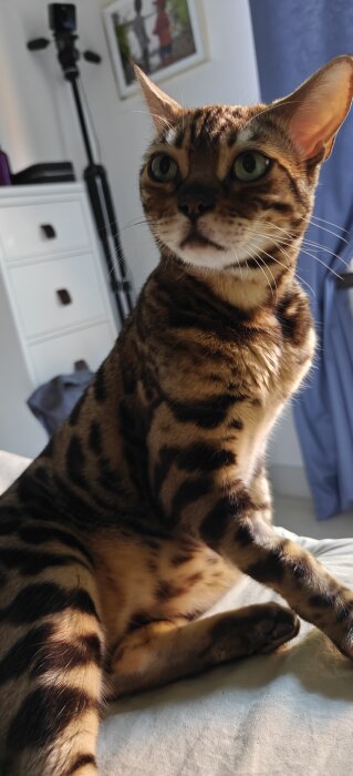 Brunfläckig katt med stora ögon sitter på en säng i ett rum med blå gardiner och en byrå i bakgrunden.