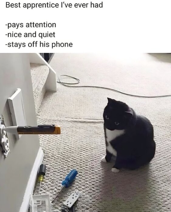 En svart-vit katt sitter på en matta bredvid ett vägguttag och verktyg, inklusive skruvmejslar och testare.