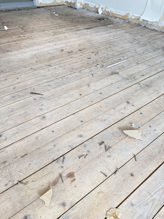 Gammalt furugolv med spår av spikar och damm; tidigare dolt under ekparkett, nu synligt under renovering.