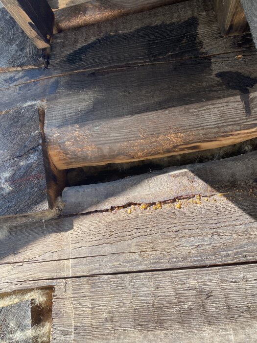 Laxknutar med stora glipor i nybyggt timmerhus, visar felaktig konstruktion och bristande dymling.