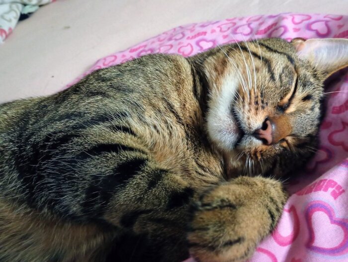 En sovande brun och svartrandig katt på en rosa filt med hjärtmönster.
