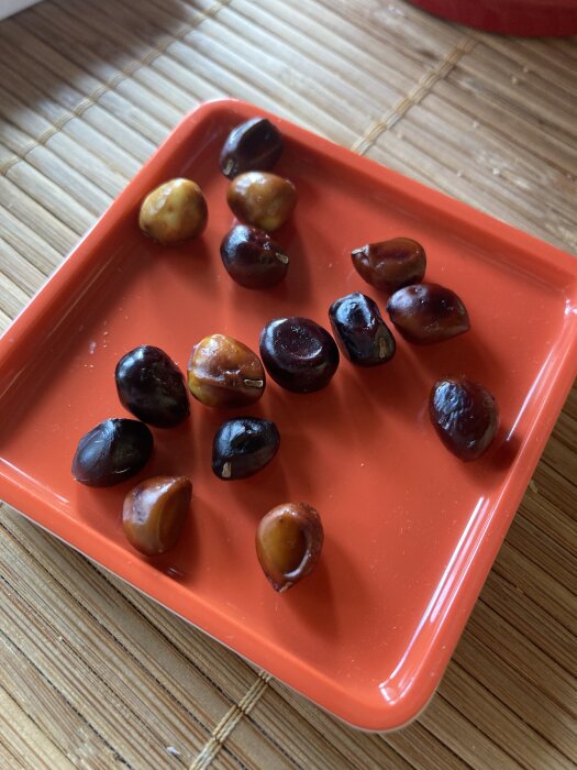 Frö från trädpion och gul lök på röd bricka, skördat för odling och diskussion om att så gul lök från frö i ett växthus.