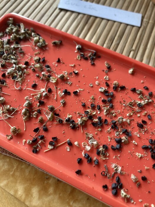 Frö från gul lök och trädpion på röd bricka, frågan om odling av lök från frö.