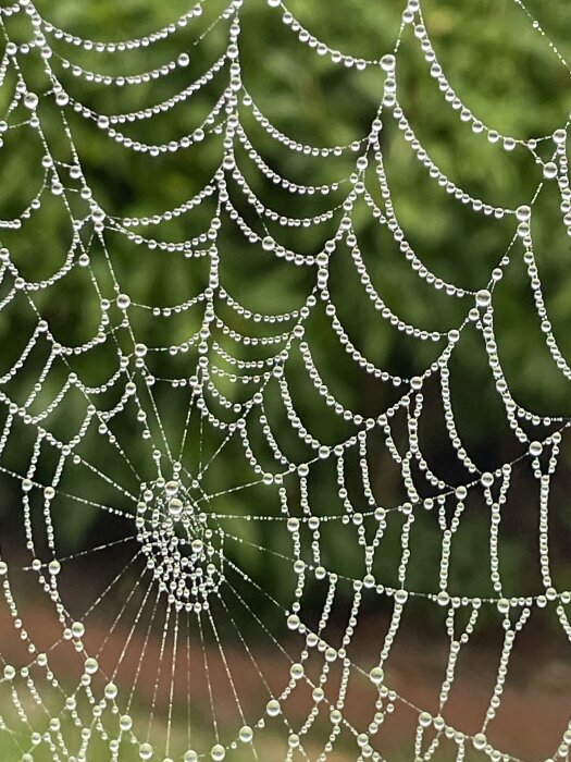 Spindelväv täckt av daggdroppar fångar ljuset mot bakgrund av grönt lövverk.