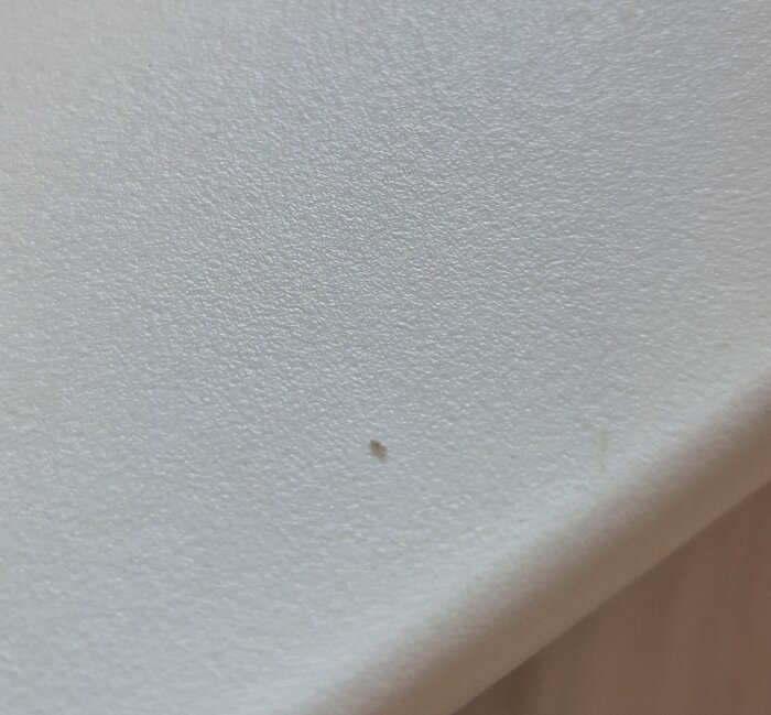 Minimal insekt på en vit yta, bilden är något suddig.