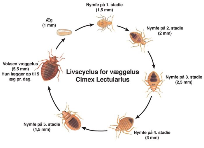 Diagram över vägglusens livscykel, från ägg till vuxen. Innehåller utvecklingsstadier med storlek i mm, från nymf till vuxen vägglus.
