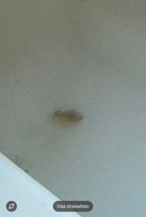 Oklart mörkt märke på ljus yta, eventuellt ett skadedjur eller en fläck.