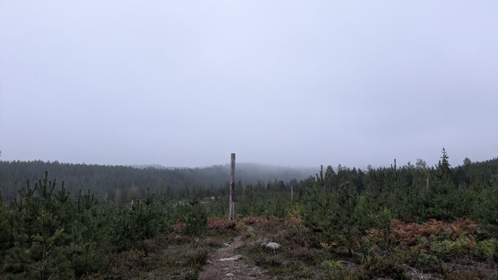 Dimma täcker en tallskog med spridda trädstammar, omgiven av tät vegetation och en mulen himmel.