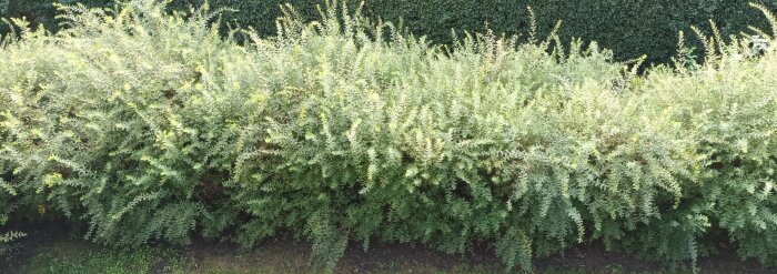 Övervuxen häck som inte blivit klippt på ett tag, grön och tät växtlighet.