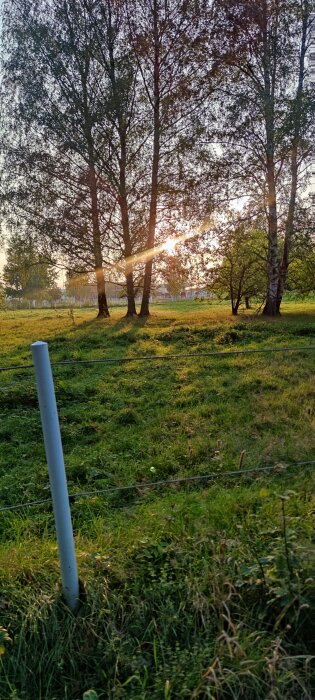 Solnedgång över en grön äng med träd och ett staket i förgrunden. Solens strålar skiner genom grenarna.