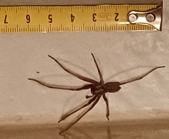 En 6,5 cm lång spindel placerad bredvid ett måttband, med anmärkningsvärt en saknad ben.