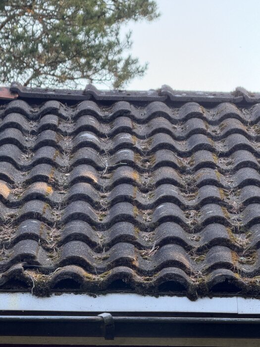 Tak med tegelpannor där nedersta raden verkar luta, omgiven av mossa, med träd i bakgrunden.