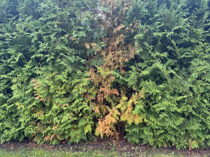Thuja brabant-häck med en brun, död planta bland friska, gröna plantor.