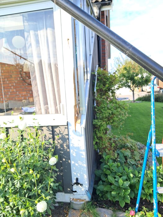 Inglasad uteplats med ruttet trä på en stolpe, växter runtom och en stege i bild.