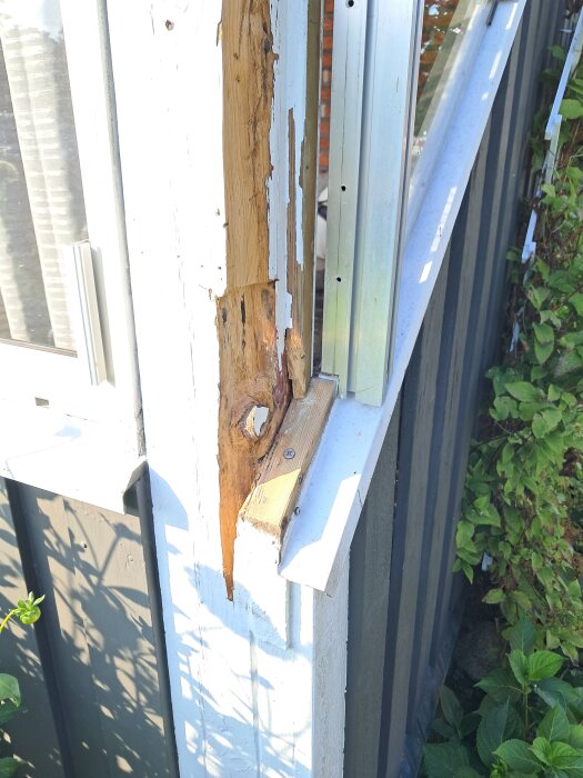 Ruttet trä på stolpe i inglasad uteplats, urgröpning synlig efter att ruttet parti avlägsnats.