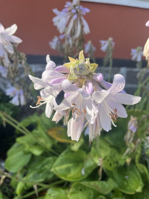 Ljuslila hostablommor med oskarp bakgrund i en trädgård.