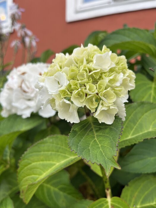 Närbild på en ljusgrön hortensiablomma mot en husfasad i bakgrunden.