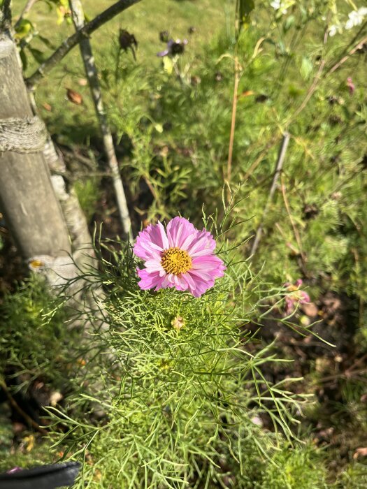 Rosa rosenskära som blommar i trädgården, omgiven av grönt bladverk och trädstöd.