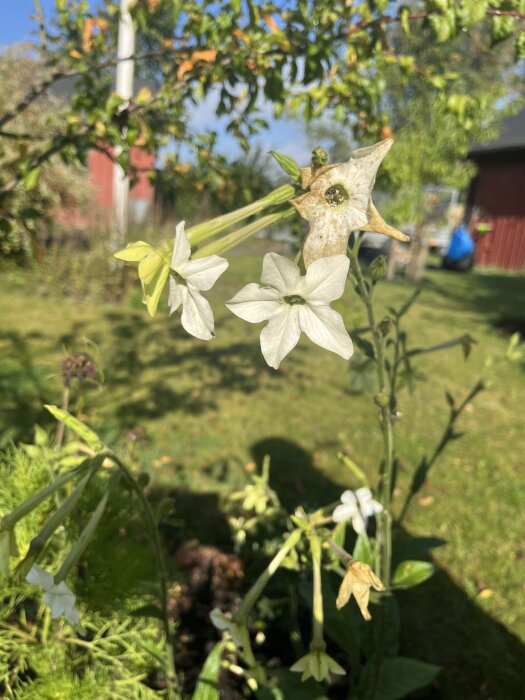 Vit blomstertobak i trädgård med en oskarp bakgrund av gräs och träd.