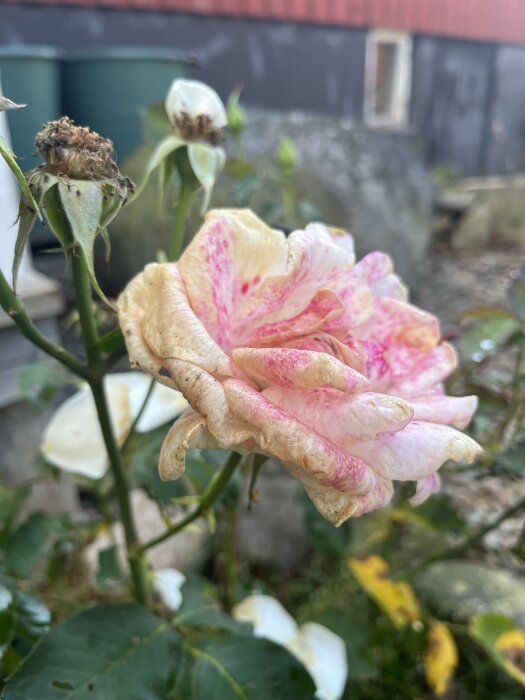 Närbild på en vissnande ros med rosa och vita kronblad i en trädgårdsmiljö.