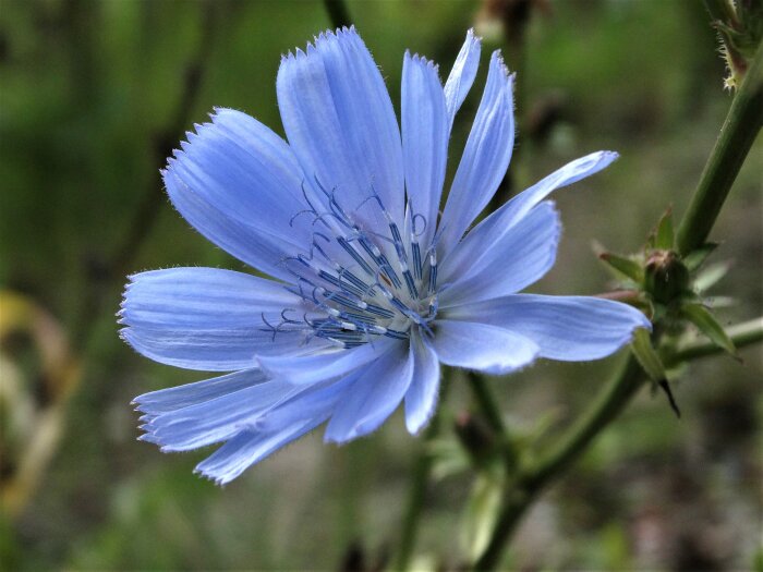 Blå cikoria som blommar i en stor trädgård.