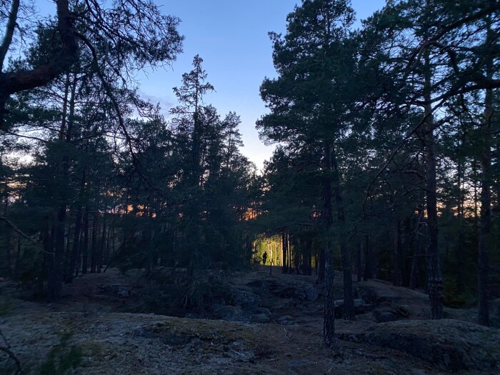 Kvällsbild av en skogsdunge med en cyklist som använder starka lampor, som lyser upp ett område bland träden.