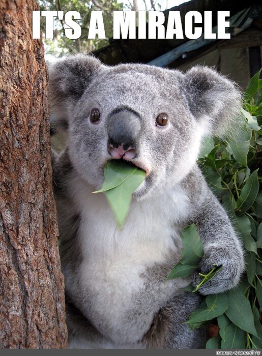 Koala som äter eucalyptusblad bredvid ett träd, med texten "It's a miracle" ovanför.