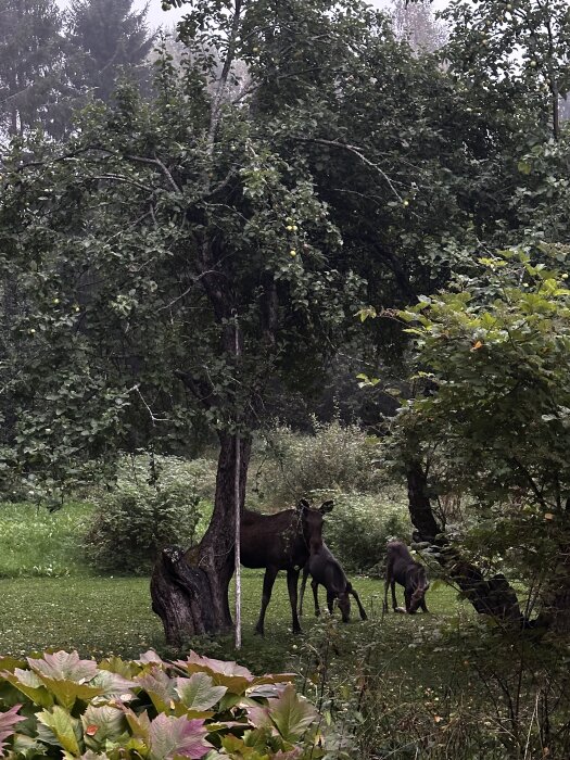 Älgko med två ungar betar under ett träd i en grönskande skogsdunge, omgivna av frodig växtlighet och enstaka fallna äpplen.
