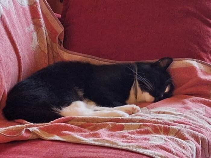 Svartvit katt vilar på en röd, blommönstrad soffa.