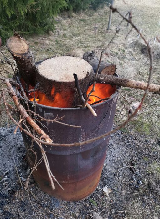 Rostig tunna fylld med brinnande ved och grenar, använd för att elda. Skog i bakgrunden, mark täckt av aska och gräs.