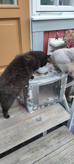 Svart katt och vit höna dricker från en skål på en trätrappa vid ett hus.