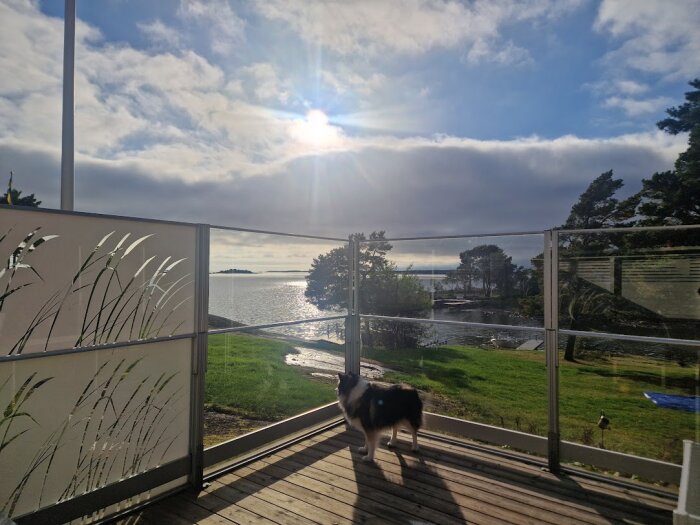 Hund på veranda i sommarstuga med glasräcke, utsikt över solnedgång över sjön och gräsmatta.