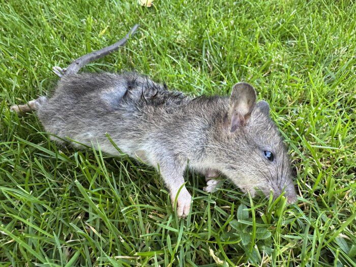 Död råttunge på gräs med öppen mun och blöta fläckar på kroppen.
