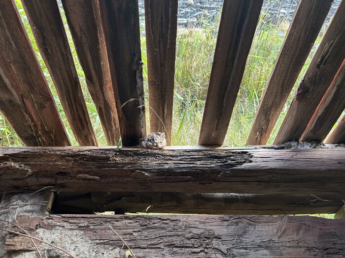 Ruttna takstockar och brädor i en gammal lada, med brutna tvärslåar och lutande konstruktion över gräs.