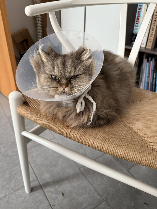 Katt med krage sitter på en stol, pälsen fluffig och blicken lite trött. Kattens krage är för att skydda ett område som läker efter veterinärbesök.