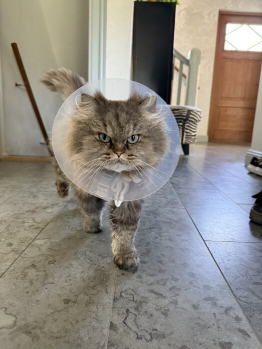 Grå katt i krage efter veterinärbesök går på golv inomhus.