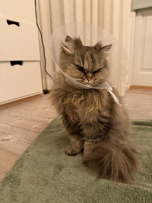 Katt med en skyddande krage sitter på en grön matta inomhus.