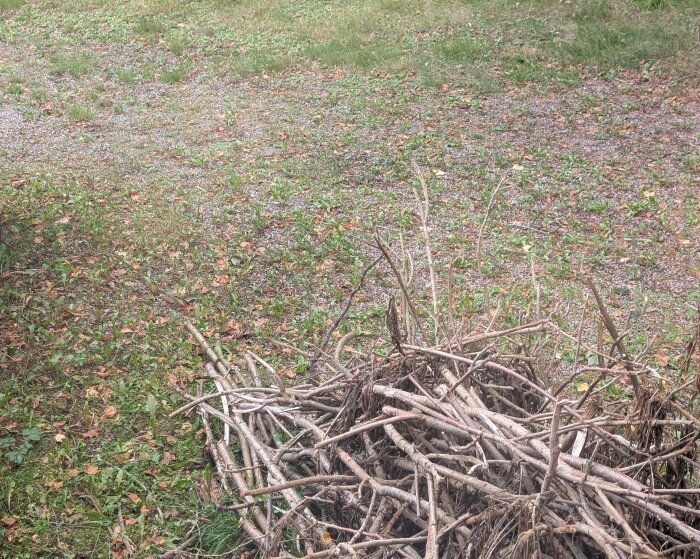 Grenar ligger på gräsmattan med grus i bakgrunden.