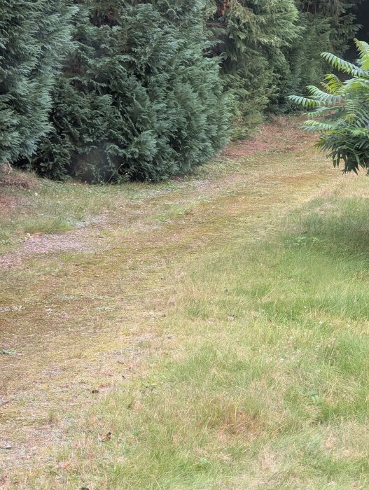 Gräsmatta med gröna buskar i bakgrunden.