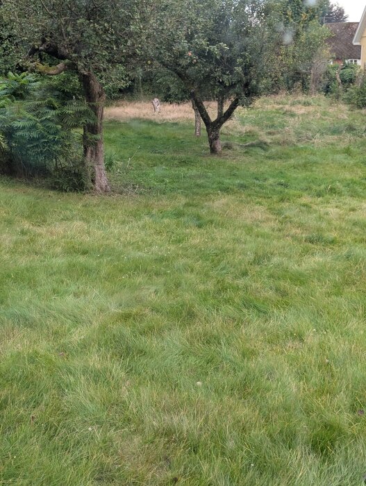 Grön gräsmatta med träd och buskar i bakgrunden.