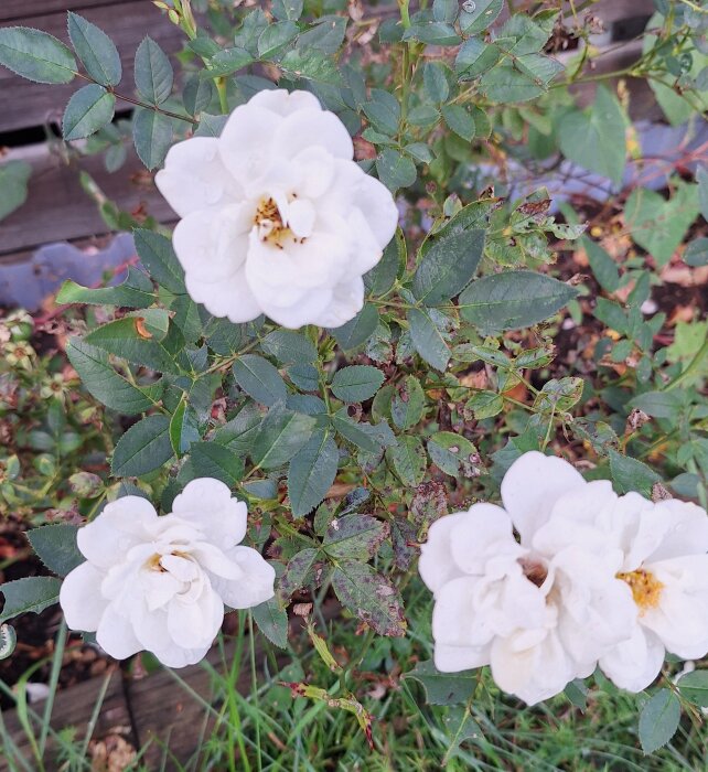 Vita rosor i trädgården med gröna blad, fotograferade ovanifrån.